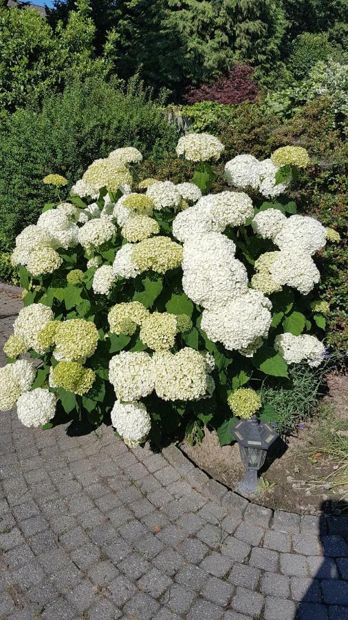 Bnbmarlies Oirsbeek Luaran gambar